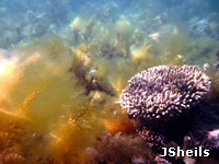 Algal blooms from excess nutrients can smother corals Algal blooms from excess nutrients can smother corals