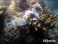 Marine debris is a threat to reef life Marine debris is a threat to reef life