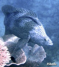 A large mature Barramundi Cod with a small remora on it's head A large, mature Barramundi Cod with a small remora on it's head