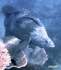 A large, mature Barramundi Cod with a small remora on it's head