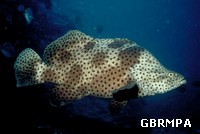 Barramundi Cod Barramundi Cod