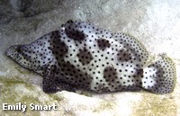 Barramundi Cod resting under a ledge