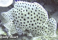 Juvenile Barramundi Cod