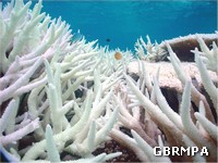 Bleached coral Bleached coral
