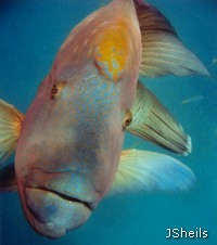 Humpheaded Maori Wrasse, Cheilinus undulatus Humpheaded Maori Wrasse, Cheilinus undulatus