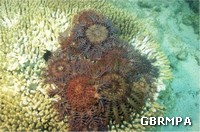 Crown of thorns starfish feeding on corals