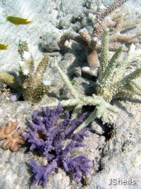 Staghorn corals Staghorn corals