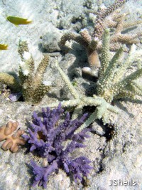 Staghorn corals