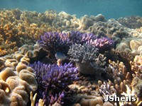 Coral colonies