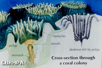 Cross section of a coral colony Cross section of a coral colony