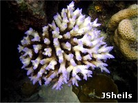 A coral colony in the early stages of bleaching A coral colony in the early stages of bleaching