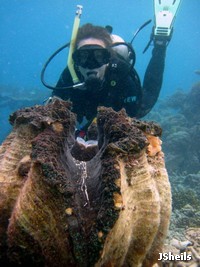 The world's largest bivalve shell, Tridacna gigas