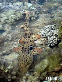 An Epaulette shark hunts on the reef flat at low tide An Epaulette shark hunts on the reef flat at low tide