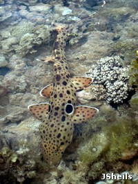 An Epaulette shark hunts on the reef flat at low tide