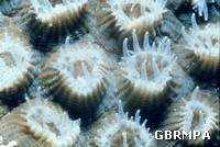 Coral polyps Coral polyps