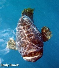Queensland Grouper Queensland Grouper