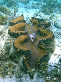 The world &apos s largest bivalve shell, the Giant Clam, Tridacna gigas, lives on fringing reefs