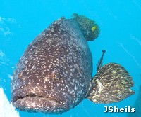 Queensland Grouper Queensland Grouper