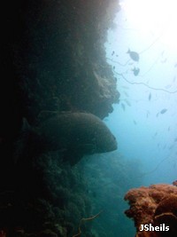 Queensland Groupers camouflage themselves under overhangs and ambush passing prey Queensland Groupers camouflage themselves under overhangs and ambush passing prey