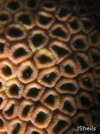 Microscopic algal cells, Zooxanthellae, inside the coral polyps give them their brown colour Microscopic algal cells,Zooxanthellae, inside the coral polyps give them their brown colour