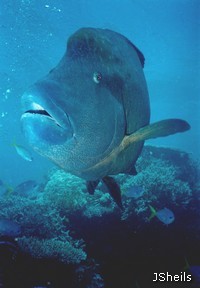 Humpheaded Maori Wrasse