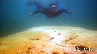 Massive Porites corals like this one at Hook Island grow just millimetres each year Massive Porites corals like this one at Hook Island grow just millimetres each year