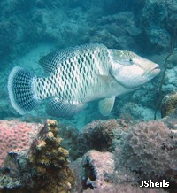 Juvenile Humpheaded Maori Wrasse