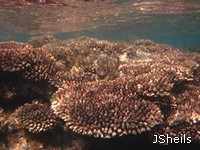 Plate corals on the reef edge Plate corals on the reef edge