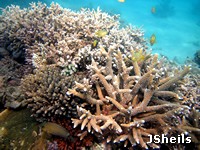 Coral colonies