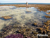 Reefwalking at low tide Reefwalking at low tide