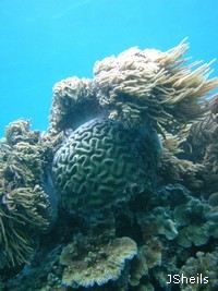 Fringing reefs are home to a high diversity of coral species