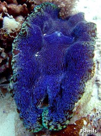 A blue T. derasa