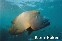 Male Humpheaded Maori Wrasse Male Humpheaded Maori Wrasse side on