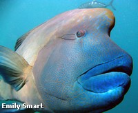Humpheaded Maori Wrasse get their name from their facial patterns, which reminded people of traditional Maori tattoos Male Humpheaded Maori Wrasse facial patterns