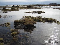 Corals on the reef flat exposed at low tide