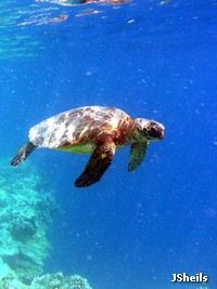 Green turtle at the reef edge Green turtle at the reef edge