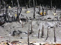 Snorkel roots allow grey mangroves to breathe above the mud