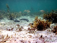 Juvenile fish in seagrass, Hydeaway Bay