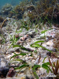Diverse seagrass habitat at Hydeaway Bay