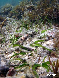 Diverse seagrass habitat at Hydeaway Bay Diverse seagrass habitat at Hydeaway Bay