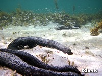 Invertebrates and fish living in seagrass habitat, Hydeaway Bay Invertebrates and fish living in seagrass habitat, Hydeaway Bay