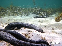 Invertebrates and fish living in seagrass habitat, Hydeaway Bay