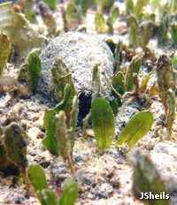 Blacklip stromb shell in seagrass Blacklip stromb shell in seagrass