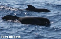 Short-finned Pilot whale