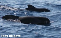 Short-finned Pilot whale Short-finned Pilot whale