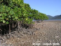 Mangrove Prop roots help to support them in the mud