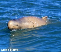 Australian Snubfin dolphin Australian Snubfin dolphin