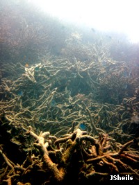 Storm damaged staghorn coral
