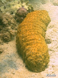 Sea cucumbers are eaten by Hawksbill turtles Sea cucumbers are eaten by Hawksbill turtles