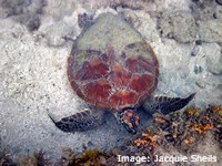 Green turtle Green turtle